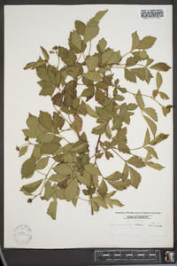 Rubus flagellaris image