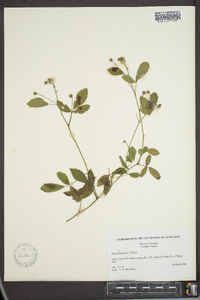 Rubus flagellaris image