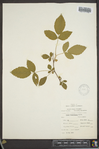 Rubus flagellaris image