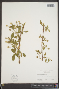 Rubus flagellaris image