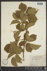 Rubus flagellaris image