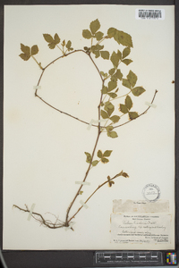 Rubus flagellaris image