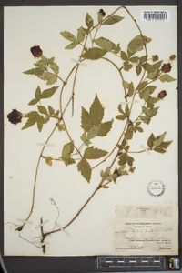 Rubus flagellaris image