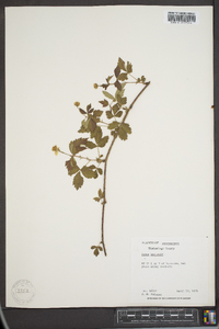 Rubus flagellaris image