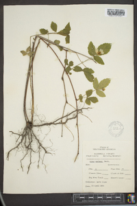 Rubus flagellaris image