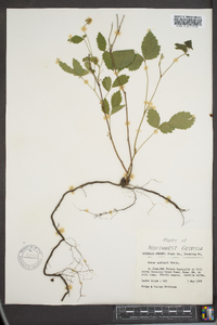 Rubus flagellaris image