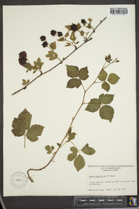 Rubus flagellaris image