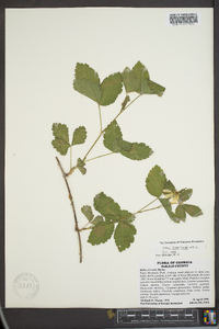 Rubus flagellaris image