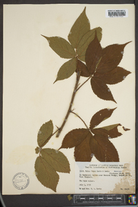 Rubus flagellaris image