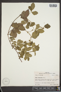 Rubus flagellaris image