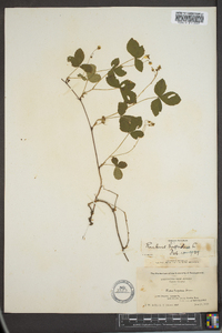 Rubus hispidus image