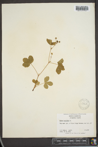 Rubus hispidus image