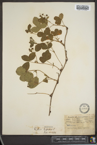 Rubus hispidus image