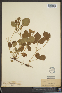 Rubus hispidus image