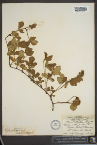 Rubus hispidus image