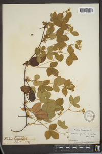 Rubus hispidus image