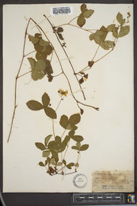 Rubus hispidus image