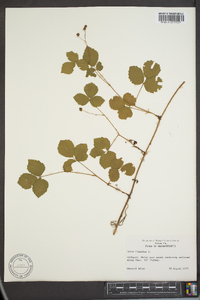 Rubus hispidus image