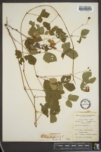 Rubus hispidus image