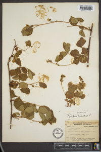 Rubus hispidus image