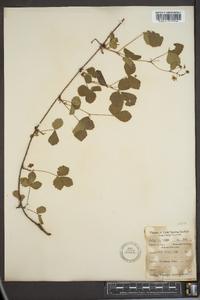 Rubus hispidus image