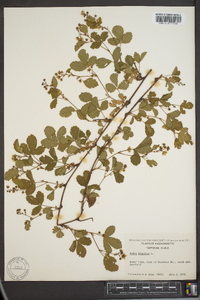 Rubus hispidus image