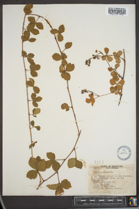 Rubus hispidus image