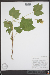 Rubus parviflorus image