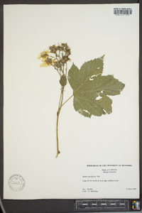 Rubus parviflorus image