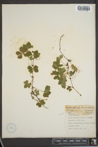 Rubus pedatus image