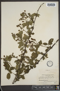 Rubus pensilvanicus image