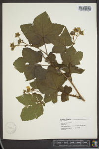 Rubus parviflorus image