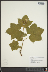 Rubus parviflorus image