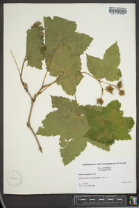 Rubus parviflorus image