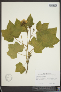 Rubus parviflorus image