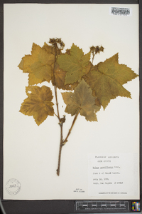 Rubus parviflorus image