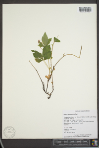 Rubus pubescens image