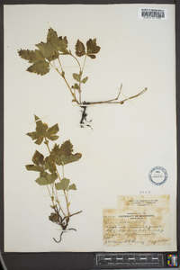 Rubus pubescens image