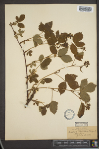 Rubus setosus image