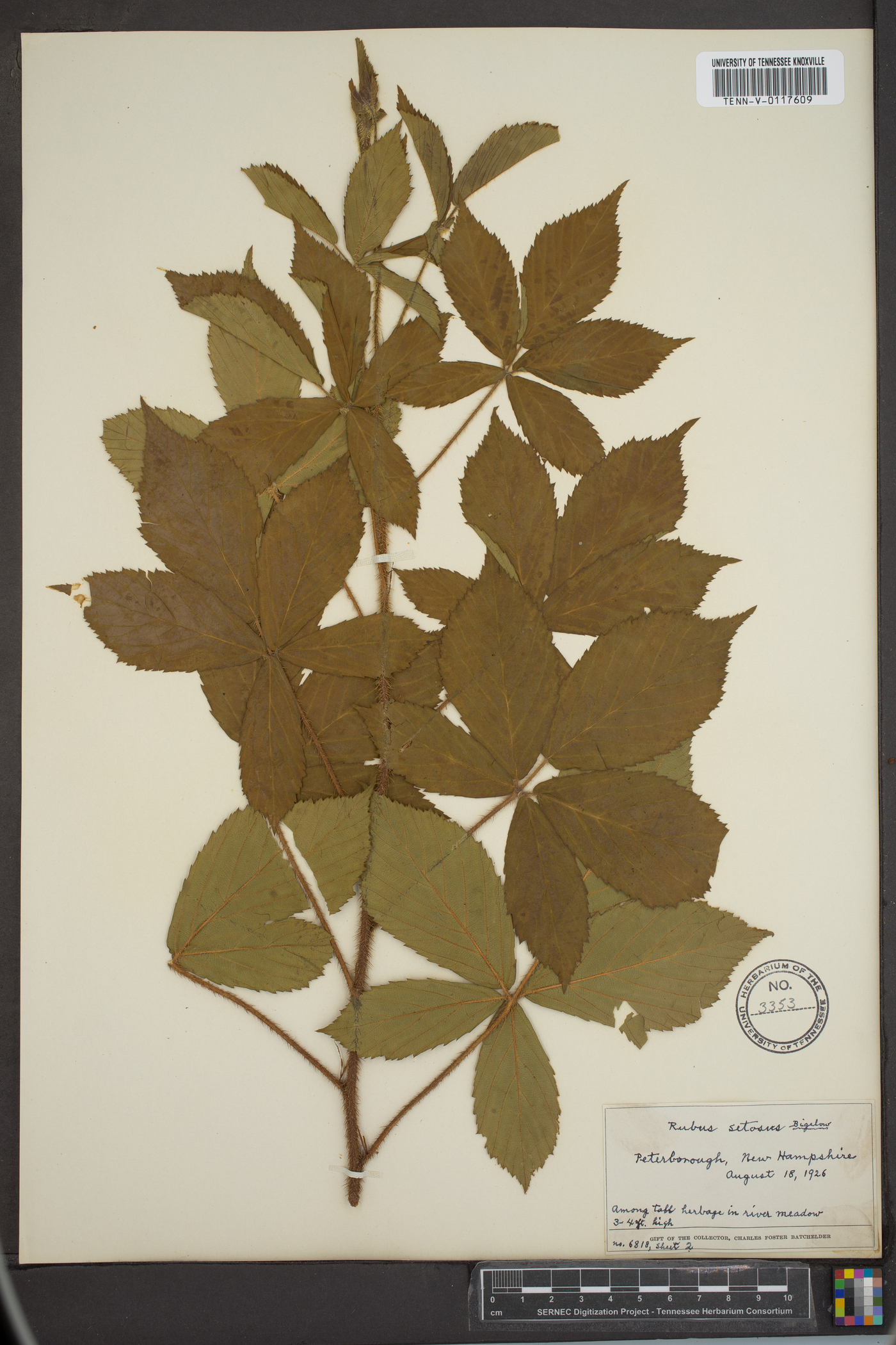 Rubus setosus image