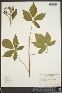 Rubus setosus image