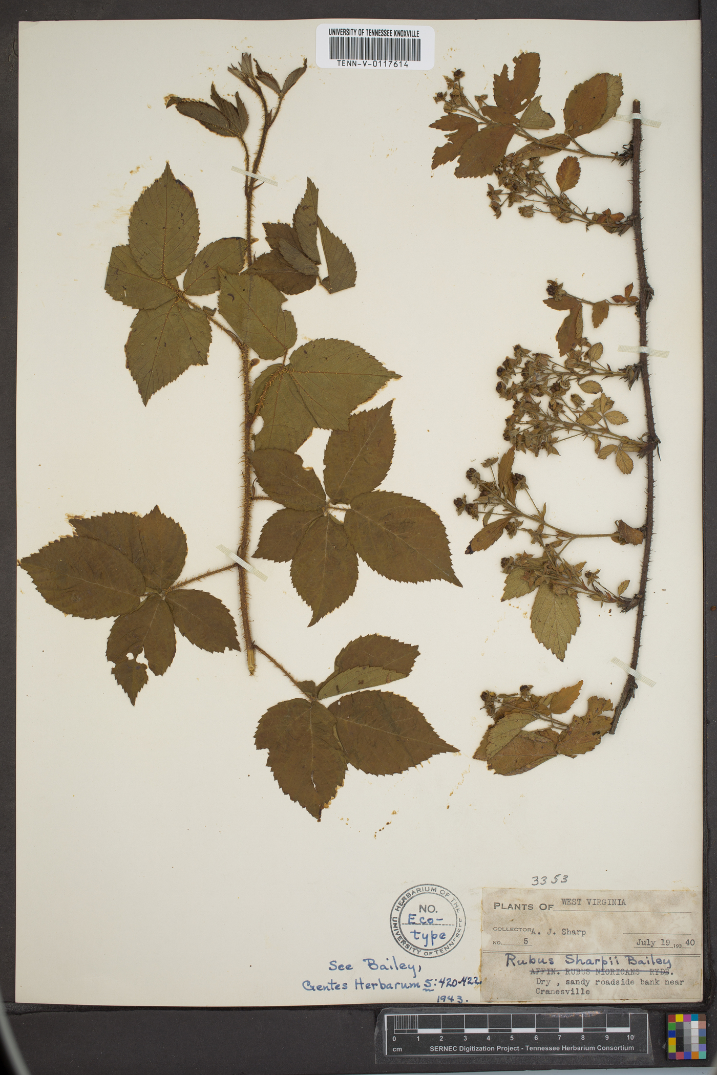 Rubus sharpii image
