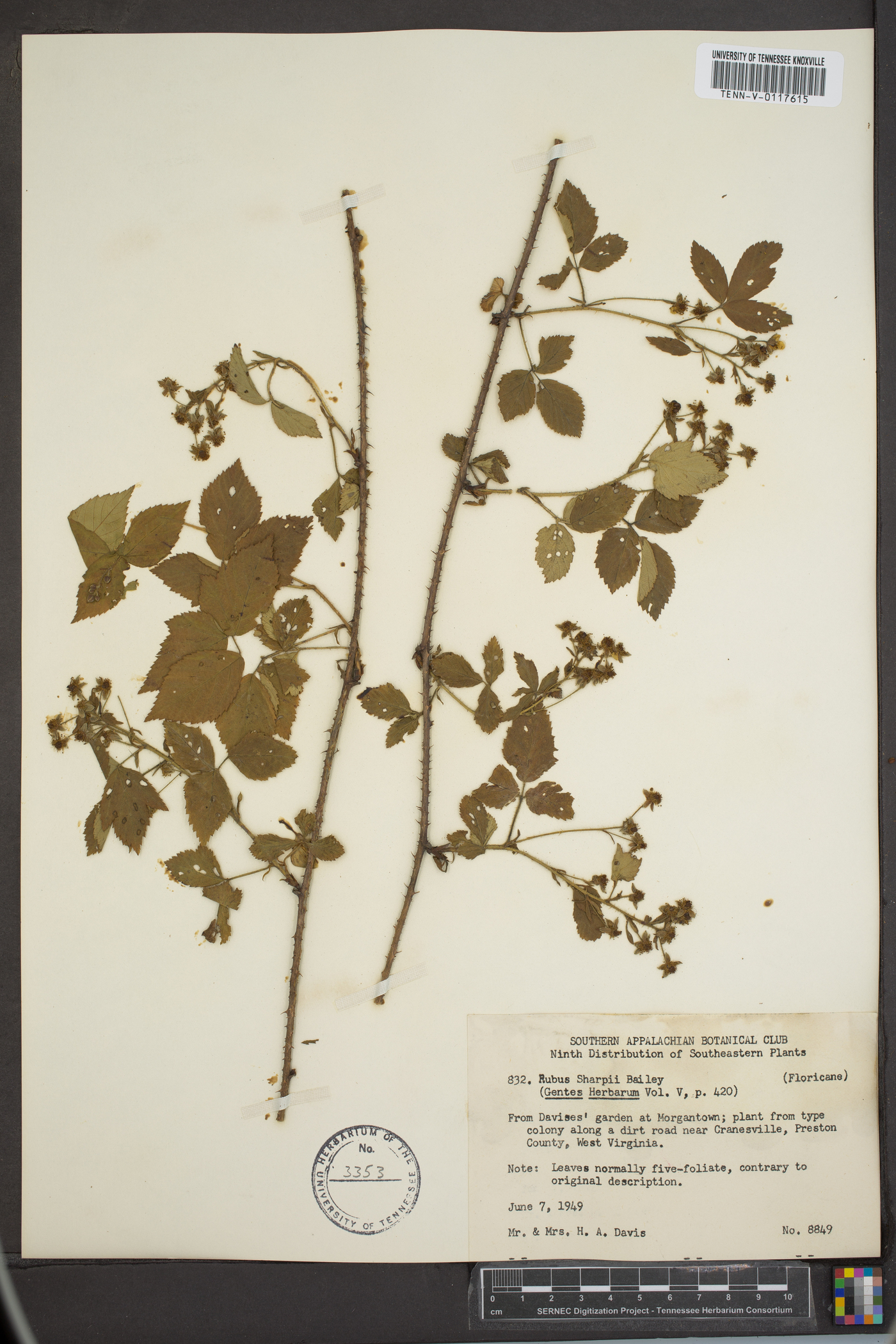Rubus sharpii image