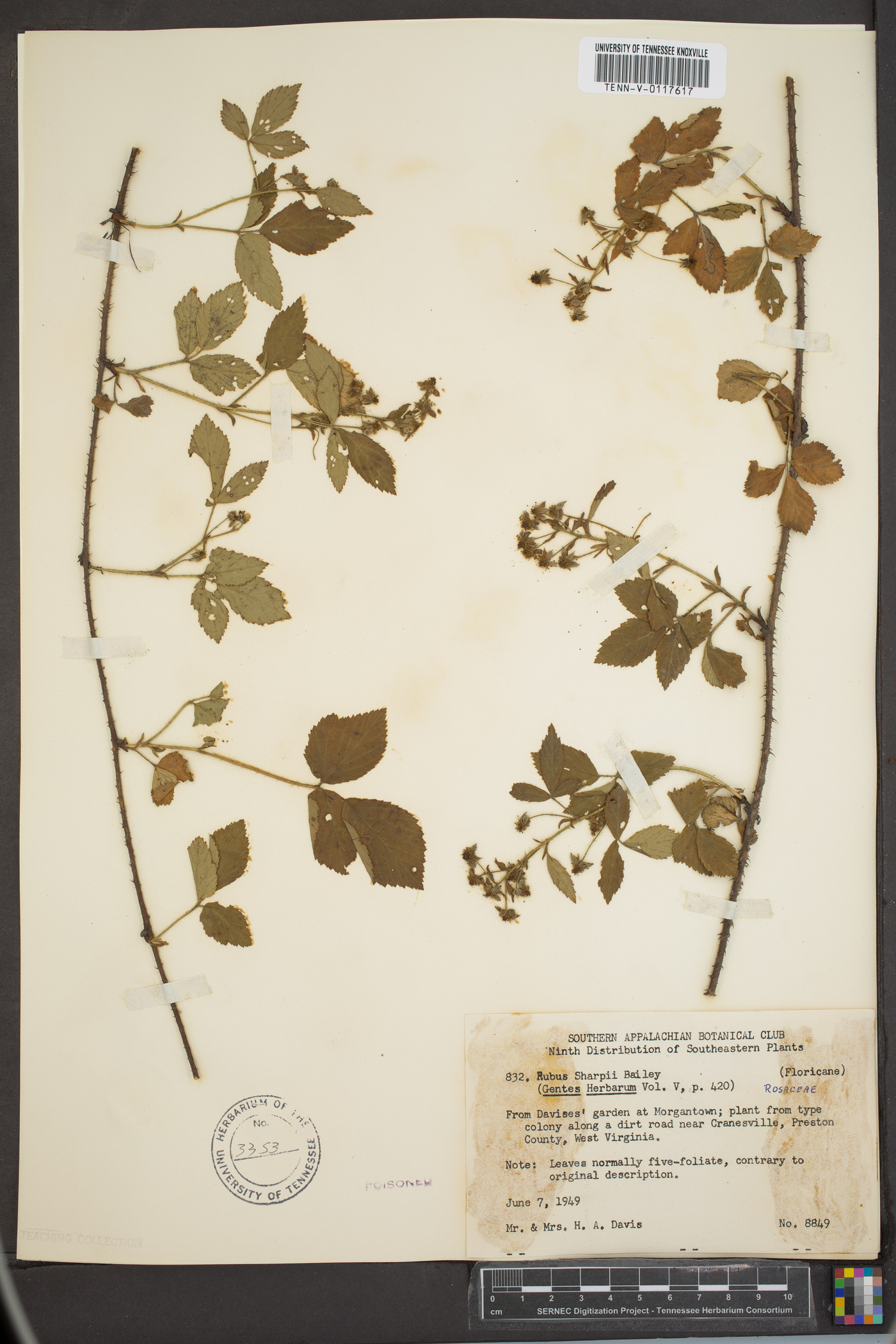 Rubus sharpii image
