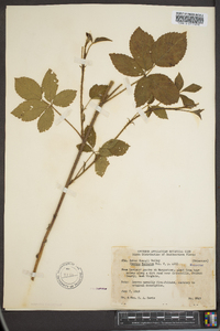 Rubus sharpii image