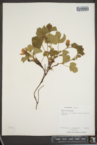 Rubus stellatus image