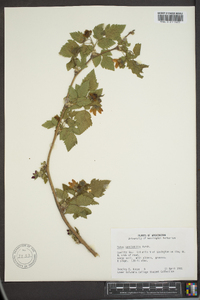 Rubus spectabilis image