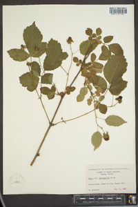 Rubus spectabilis image