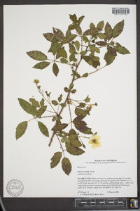 Rubus trivialis image