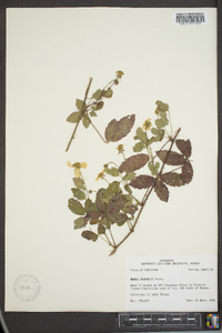 Rubus trivialis image